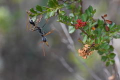 Myrmecia arnoldi