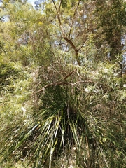 Ozothamnus ferrugineus