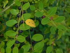 Phyllanthus reticulatus