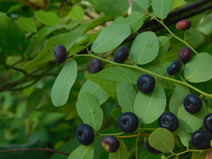 Phyllanthus reticulatus