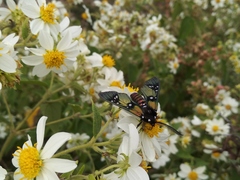 Chrysocale principalis