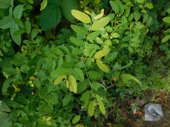 Phyllanthus reticulatus