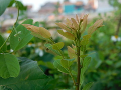 Phyllanthus reticulatus