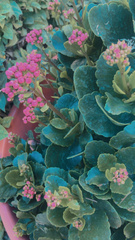 Kalanchoe