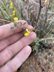 Acmispon rigidus