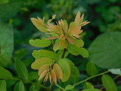 Phyllanthus reticulatus
