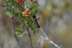 Myrmecia arnoldi