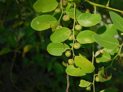 Phyllanthus reticulatus