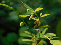 Phyllanthus reticulatus