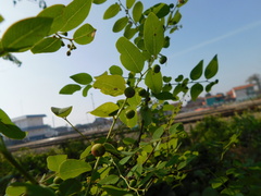 Phyllanthus reticulatus