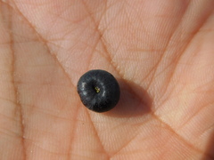 Phyllanthus reticulatus