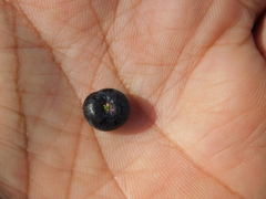 Phyllanthus reticulatus