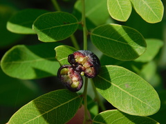 Phyllanthus reticulatus