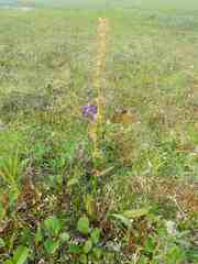 Rumex arcticus