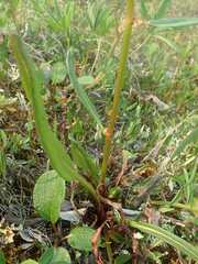 Rumex arcticus