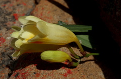 Freesia speciosa