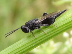 Phasgonophora sulcata