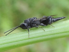 Phasgonophora sulcata