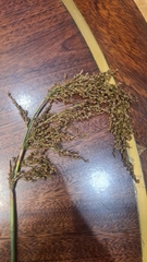 Machaerina articulata