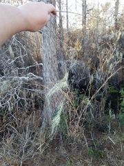 Ramalina usnea