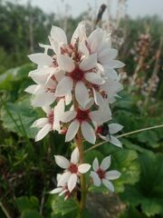 Boykinia richardsonii