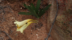 Freesia speciosa