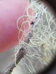Ramalina usnea