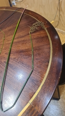 Machaerina articulata