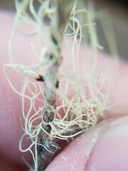 Ramalina usnea