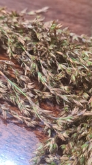 Machaerina articulata