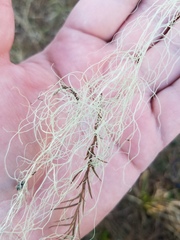 Ramalina usnea