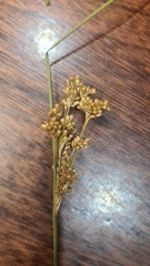 Juncus sarophorus