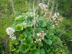 Boykinia richardsonii