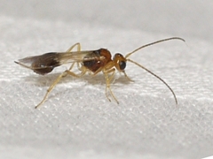 Euphorinae