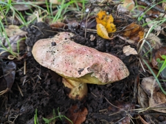 Butyriboletus querciregius