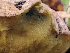 Butyriboletus querciregius