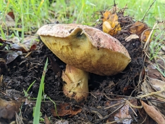 Butyriboletus querciregius