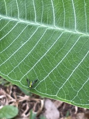 Condylostylus comatus