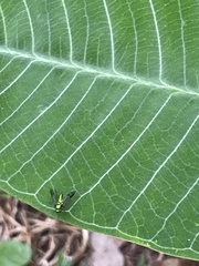 Condylostylus comatus