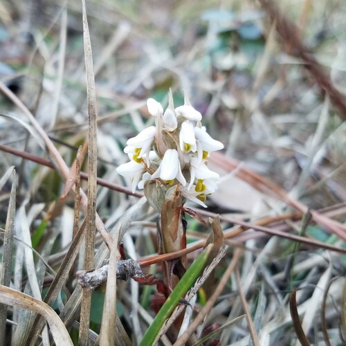 Lawn orchid Zeuxine strateumatica white flower spike, an invasive orchid in Florida