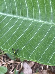 Condylostylus comatus