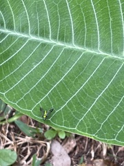 Condylostylus comatus