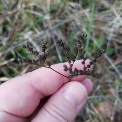 Mitreola