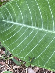 Condylostylus comatus