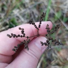 Mitreola