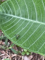 Condylostylus comatus