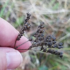 Mitreola