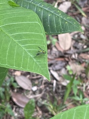 Condylostylus comatus