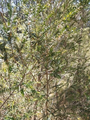 Melaleuca squarrosa