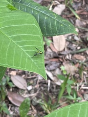 Condylostylus comatus